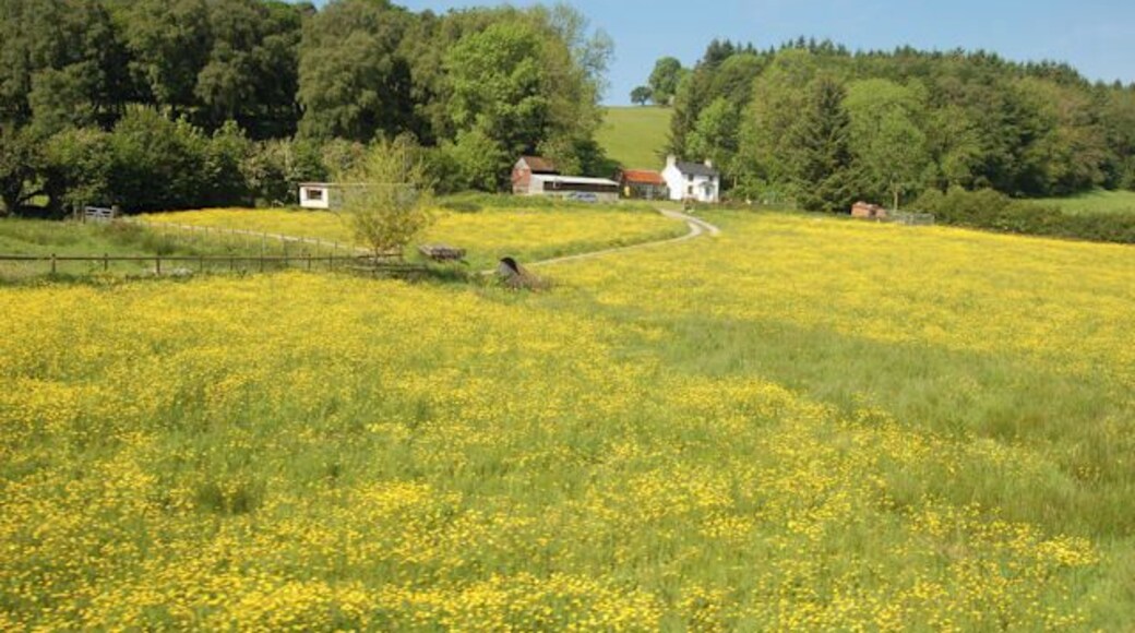Buttercup field at Pen-y-Coed