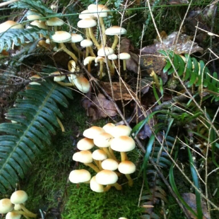 Wild mushrooms 