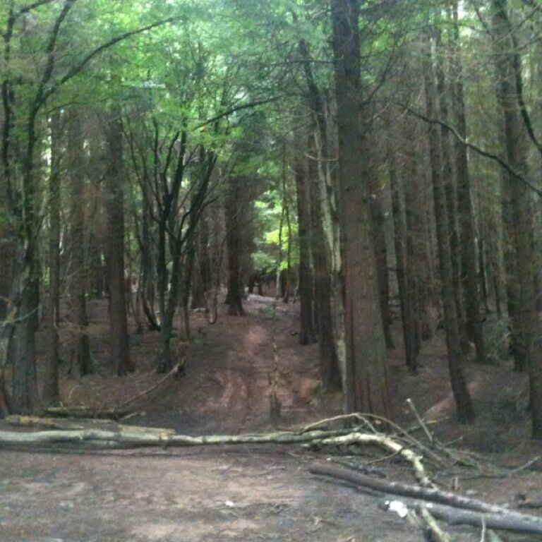 The walk from Cefn onn park up over Caerphilly mountain takes you through this mistical wood