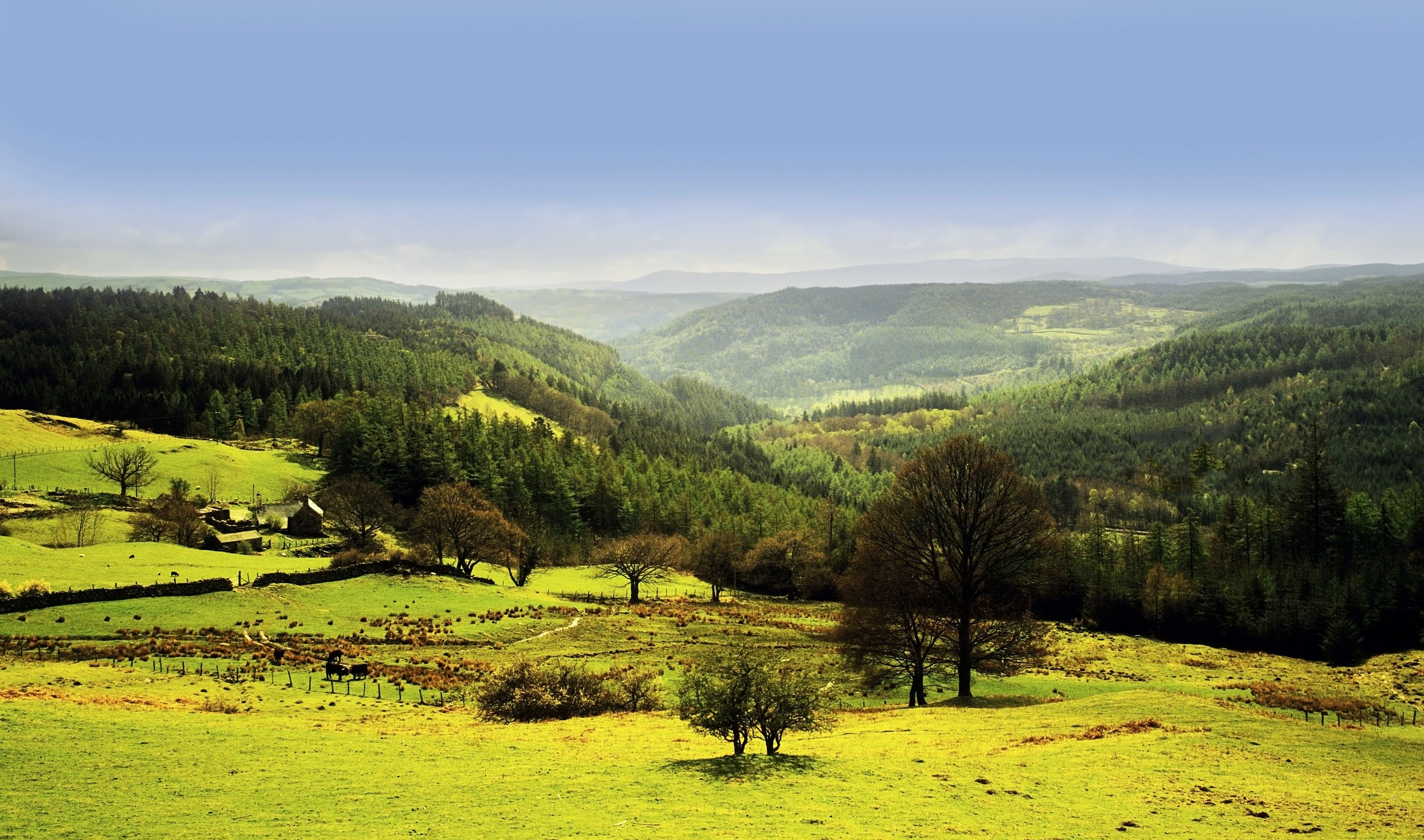 A valley with rolling hills, dense forests, and scattered trees.