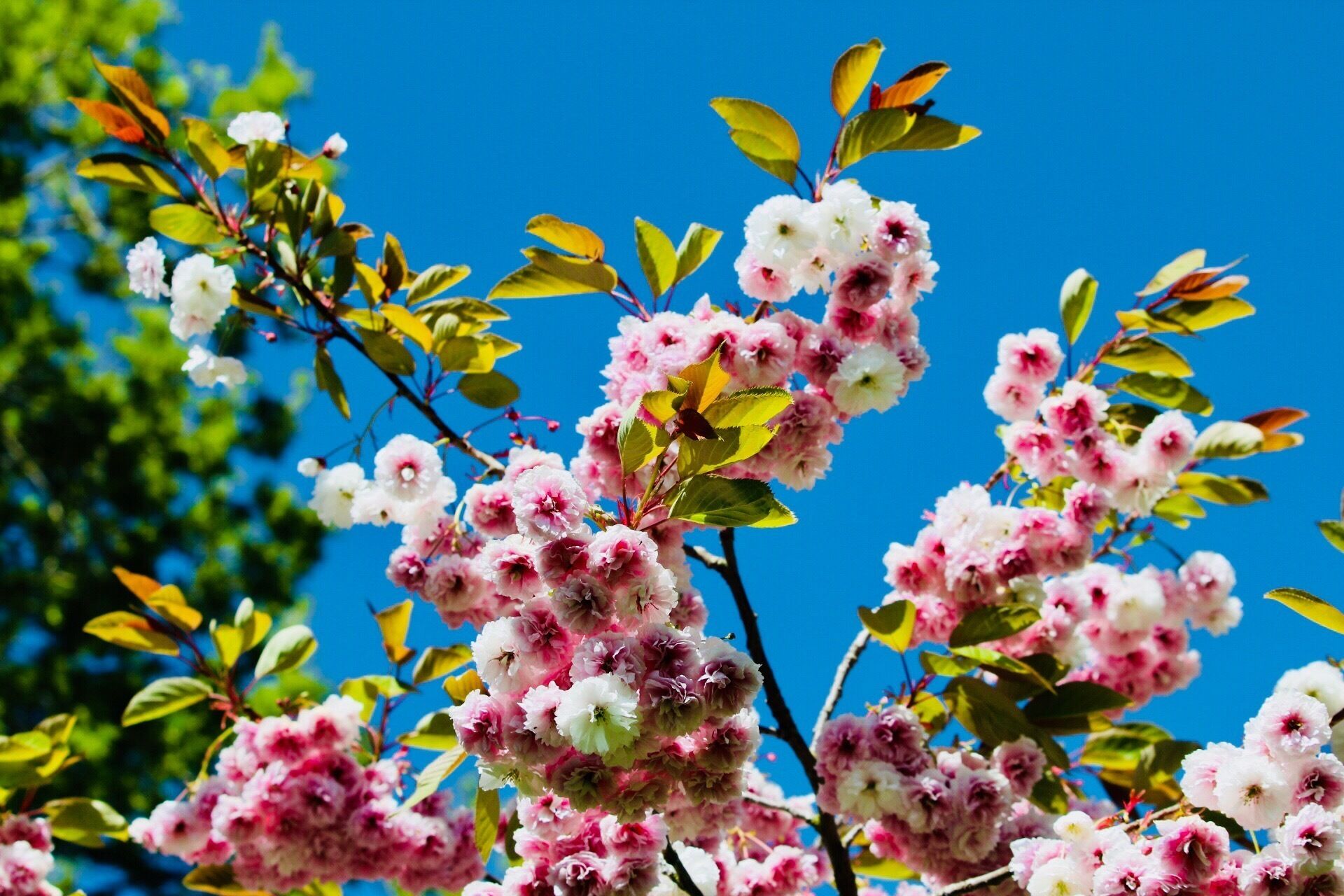 Trees in wepre Park love this planet #trees #nature #beautifulworld #love 