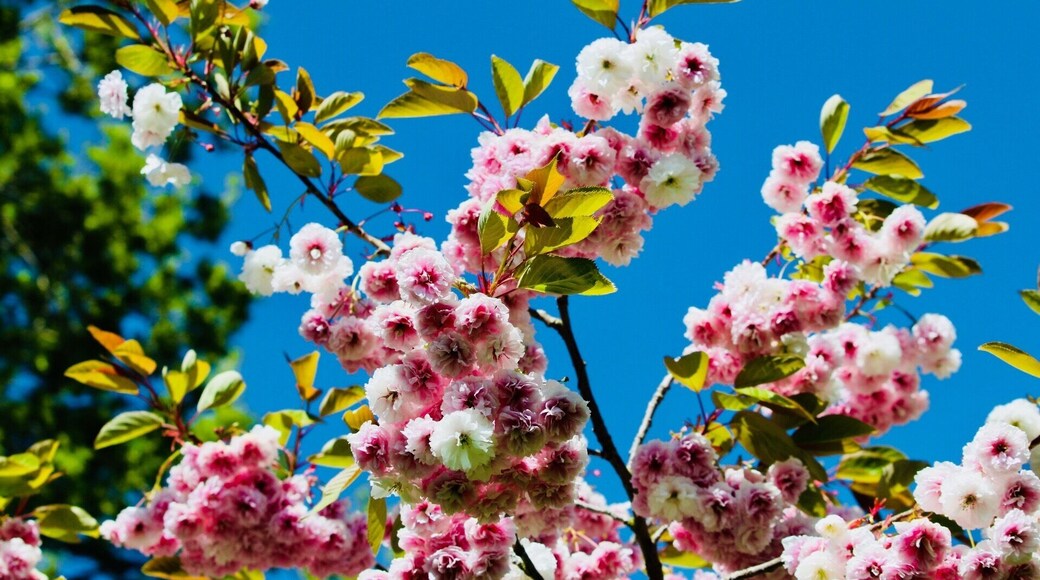 Trees in wepre Park love this planet #trees #nature #beautifulworld #love