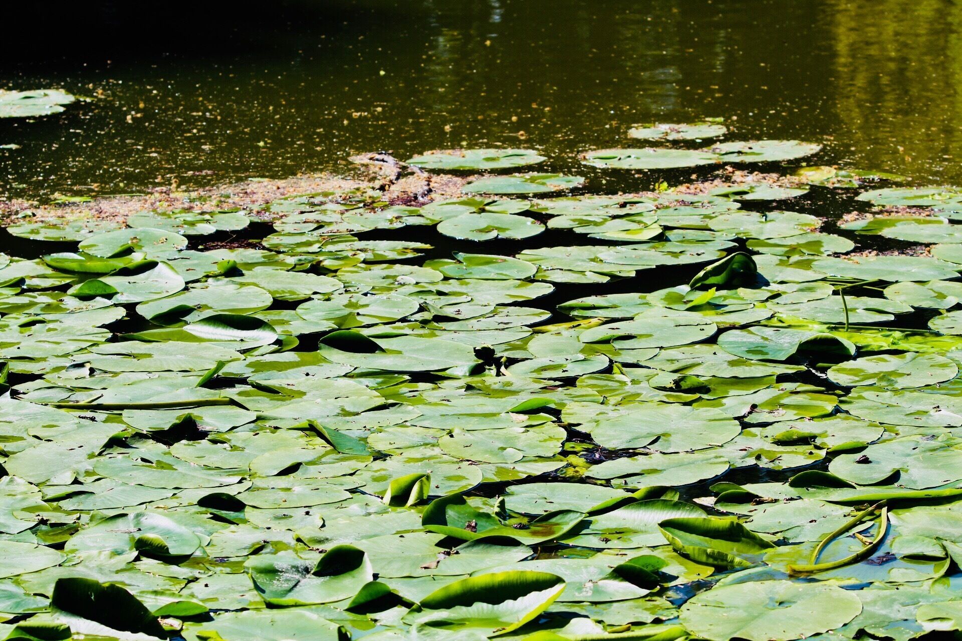 Lilly pads on a lovely pond. #lillypads #pond #nature 