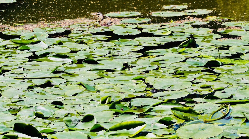 Lilly pads on a lovely pond. #lillypads #pond #nature