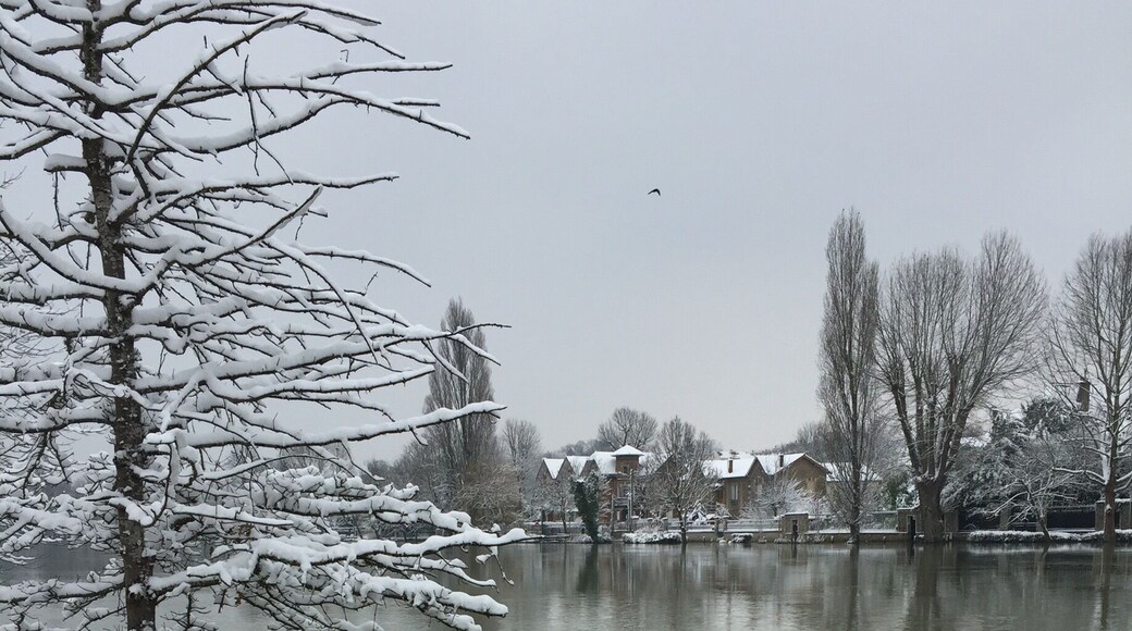 La Marne river swans after big snow falls...
