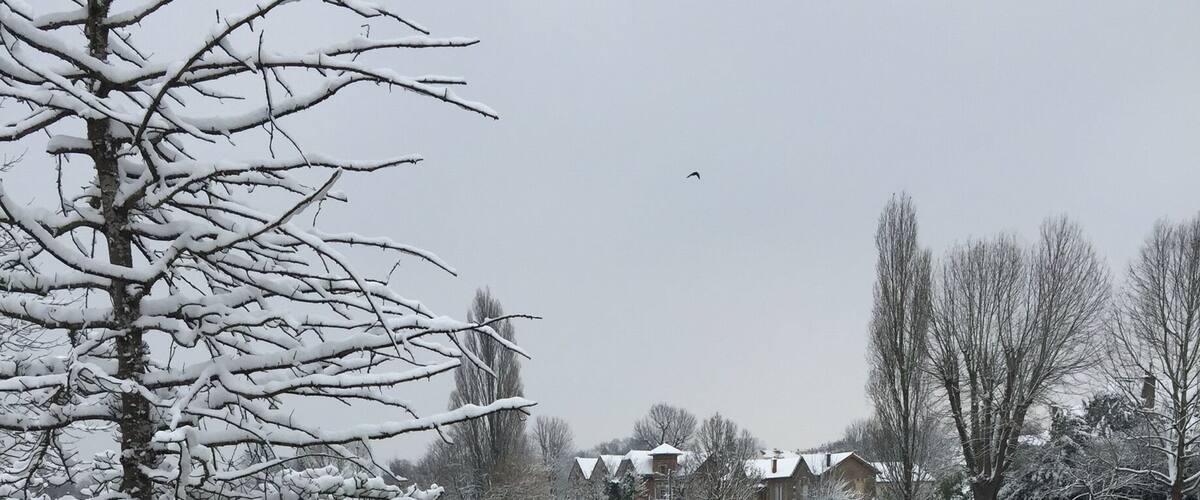 La Marne river swans after big snow falls...