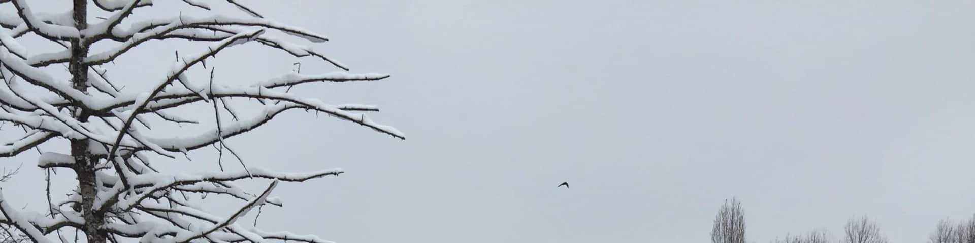 La Marne river swans after big snow falls...