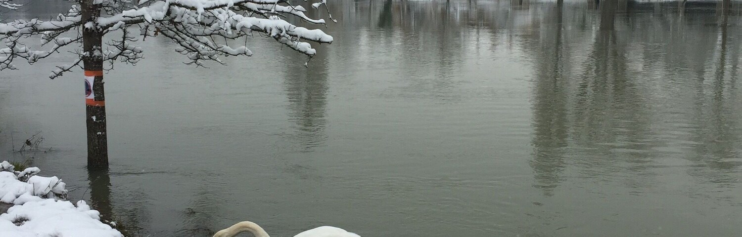 La Marne river swans after big snow falls...