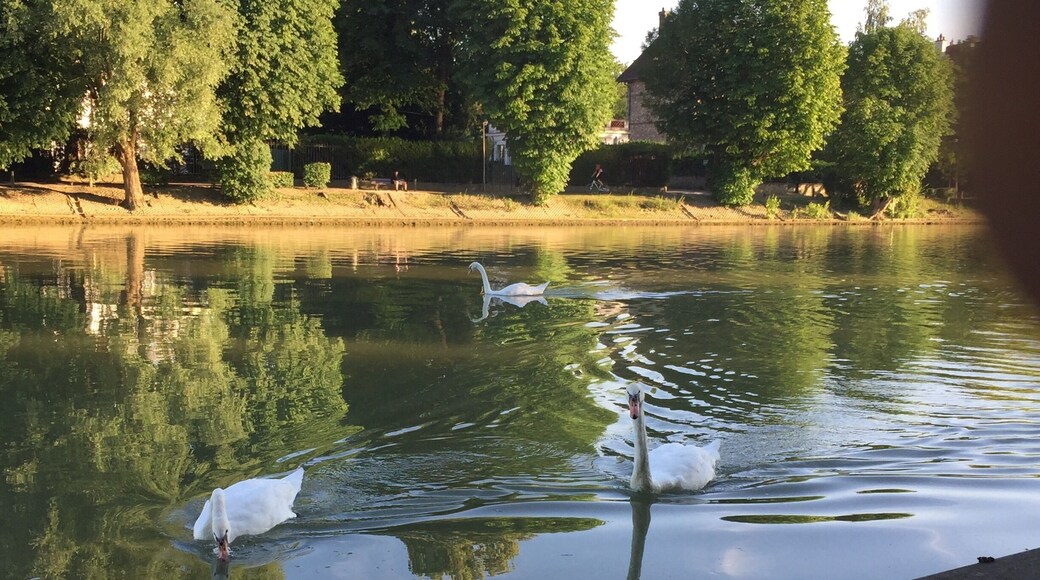 Nice Swan swim on river La Marne
#greentravel photo