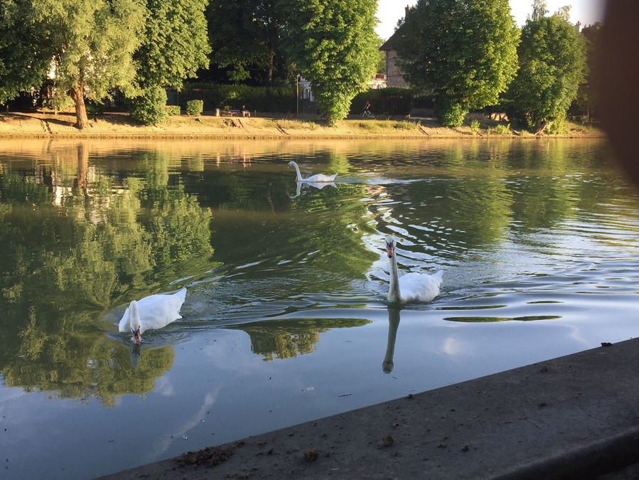 Nice Swan swim on river La Marne
#greentravel photo