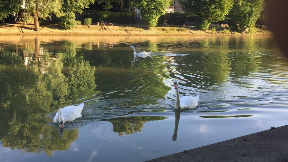 A calm river with swans swimming, surrounded by trees and a stone wall.