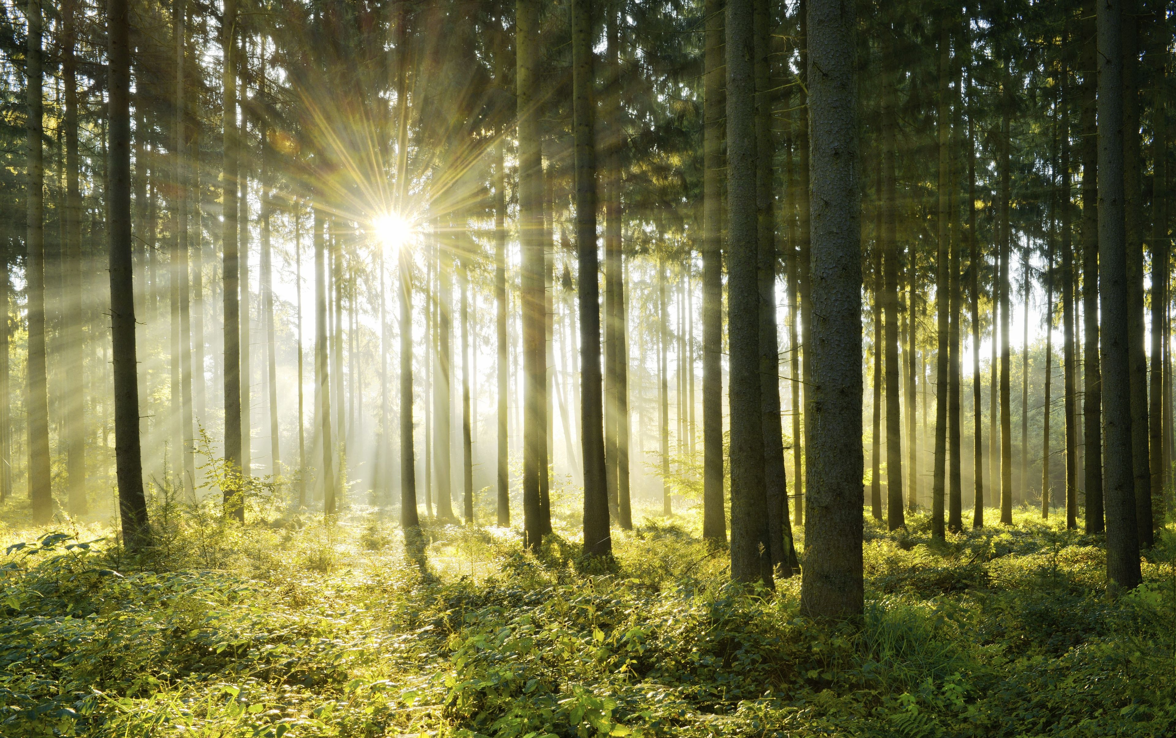 Light-flooded spruce forest, Sun shines through fog, Flechtinger Höhenzug, Magdeburger Börde, Saxony-Anhalt, Germany