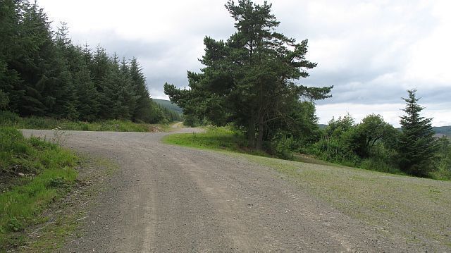 Road junction, Radnor Forest Meeting of logging roads in an area now growing its second generation of trees.