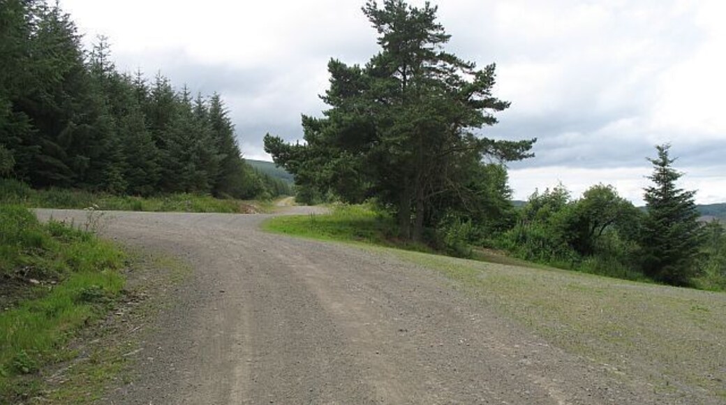 Road junction, Radnor Forest Meeting of logging roads in an area now growing its second generation of trees.