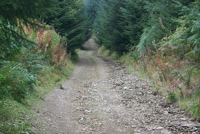 Radnor Forest - Bridleway - forestry track Going up to the Black Mixen