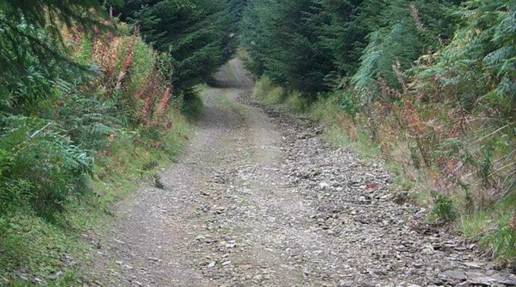 Radnor Forest - Bridleway - forestry track Going up to the Black Mixen