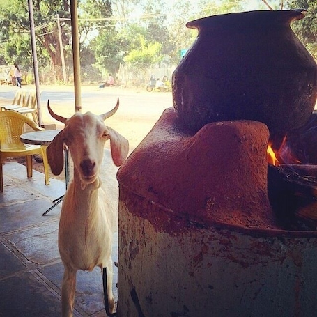 We were in iqbal dhaba for breakfast where this goat came and stood in front of me beside this stove (chulhaa as they call it) with those innocent eyes as if it knows whats gonna happen to it in the end.
Couldn't resist taking this picture. I call it BEFORE and AFTER 😀