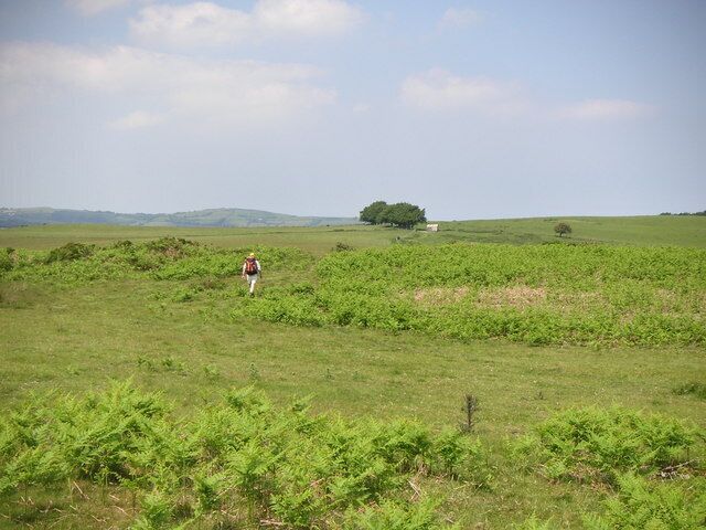 Moorland pastures Upland sheep pasture above Blaen-y-waun, near Silian.