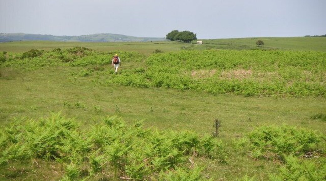 Moorland pastures Upland sheep pasture above Blaen-y-waun, near Silian.