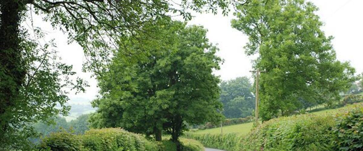 A narrow rural road flanked by lush green hedges and trees.