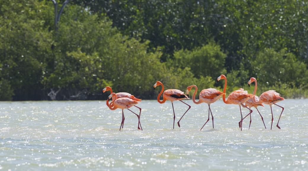 American flamingos (Phoenicopterus ruber), standing in the water, biosphere reserve Ria Lagartos, Yucatan, Mexico, Central America