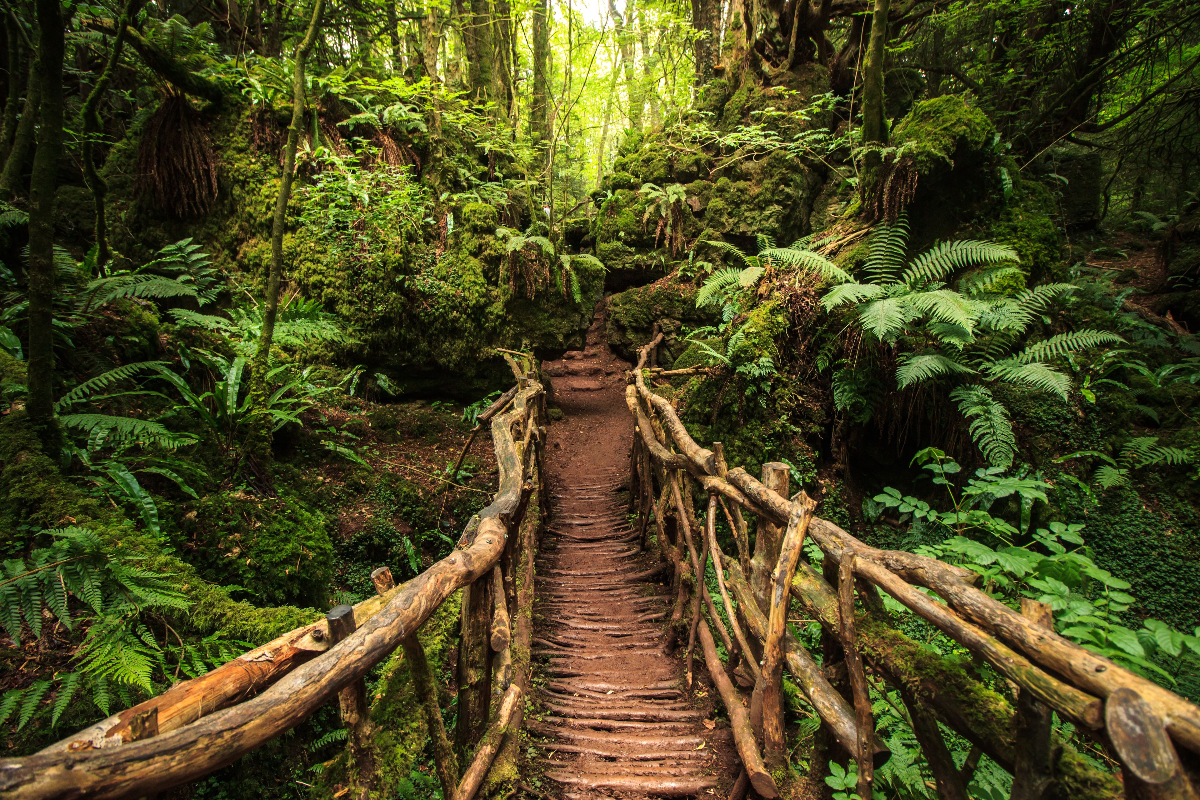 Wooden footbridge winding through mossy rocks and ferns in Puzzlewood