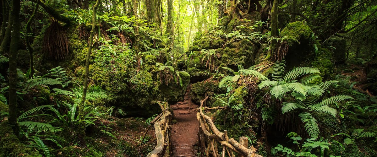 A forest trail with a wooden bridge.
