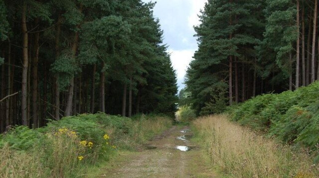 Forest Track in Crag Wood