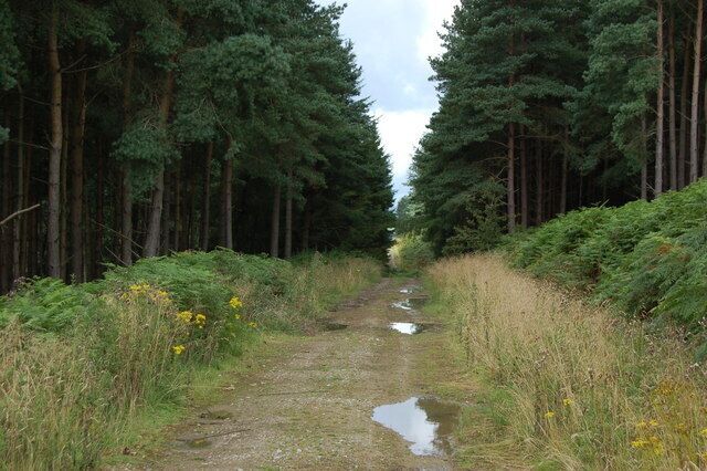 A forested path with tall trees and puddles of water.