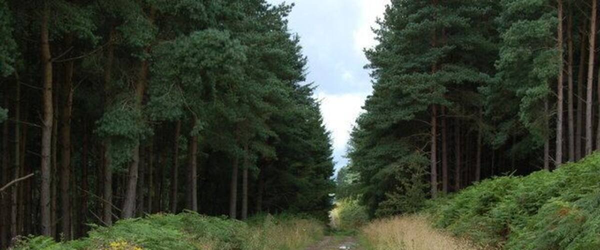 A forested path with tall trees and puddles of water.