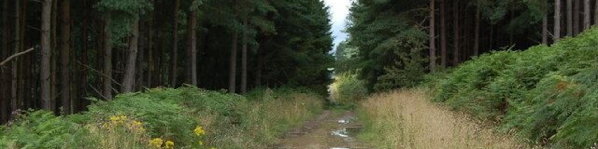 A forested path with tall trees and puddles of water.