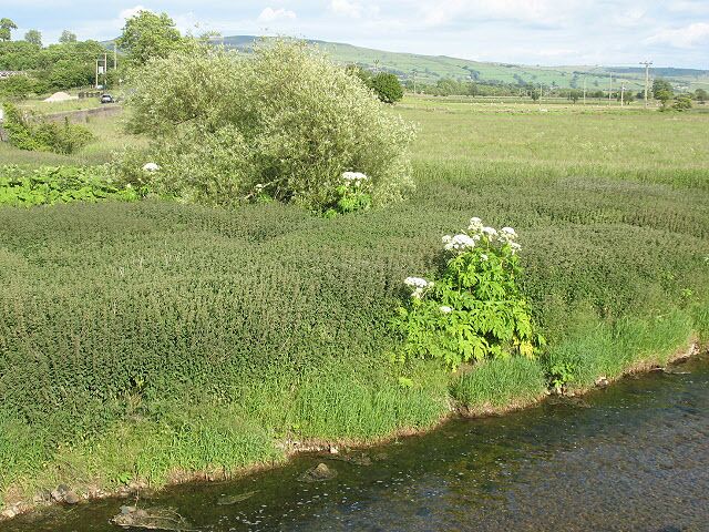 Weed farm? The banks of the River Aire have become home to a vast bed of nettles and giant hogweed.