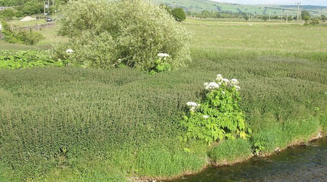 Weed farm? The banks of the River Aire have become home to a vast bed of nettles and giant hogweed.