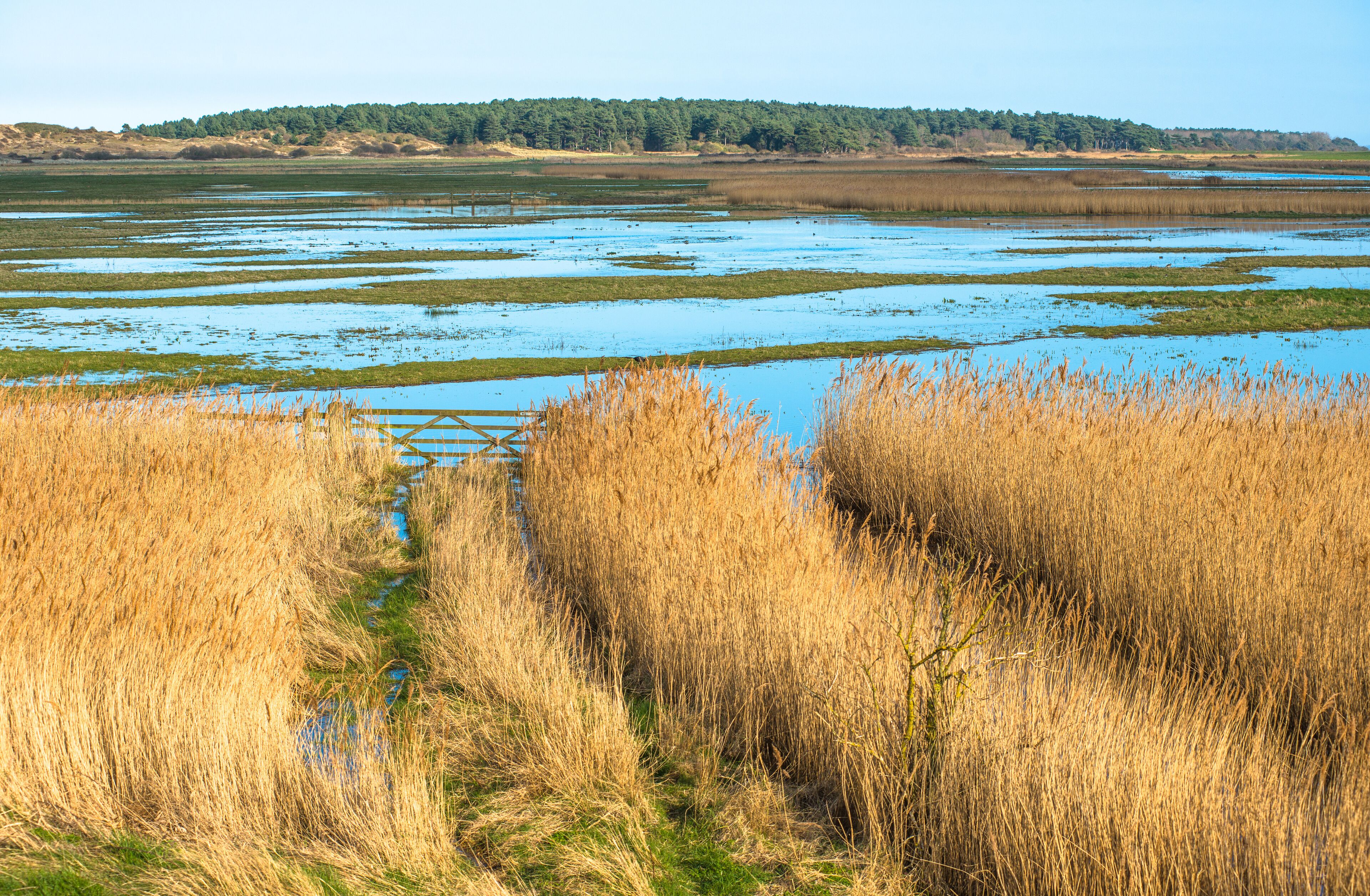 Views of salt marshes surrounded by reeds