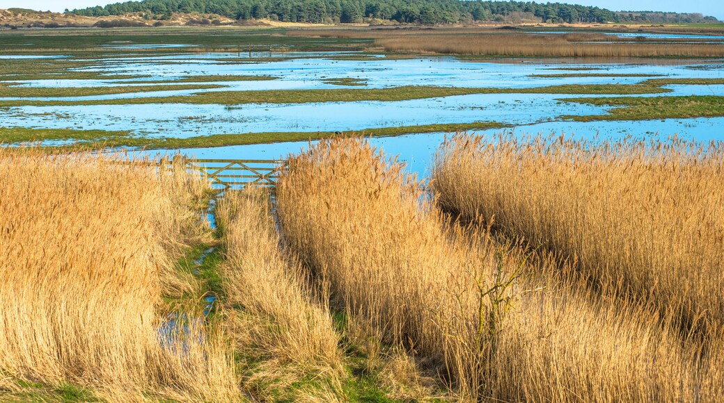 Views of salt marshes surrounded by reeds
