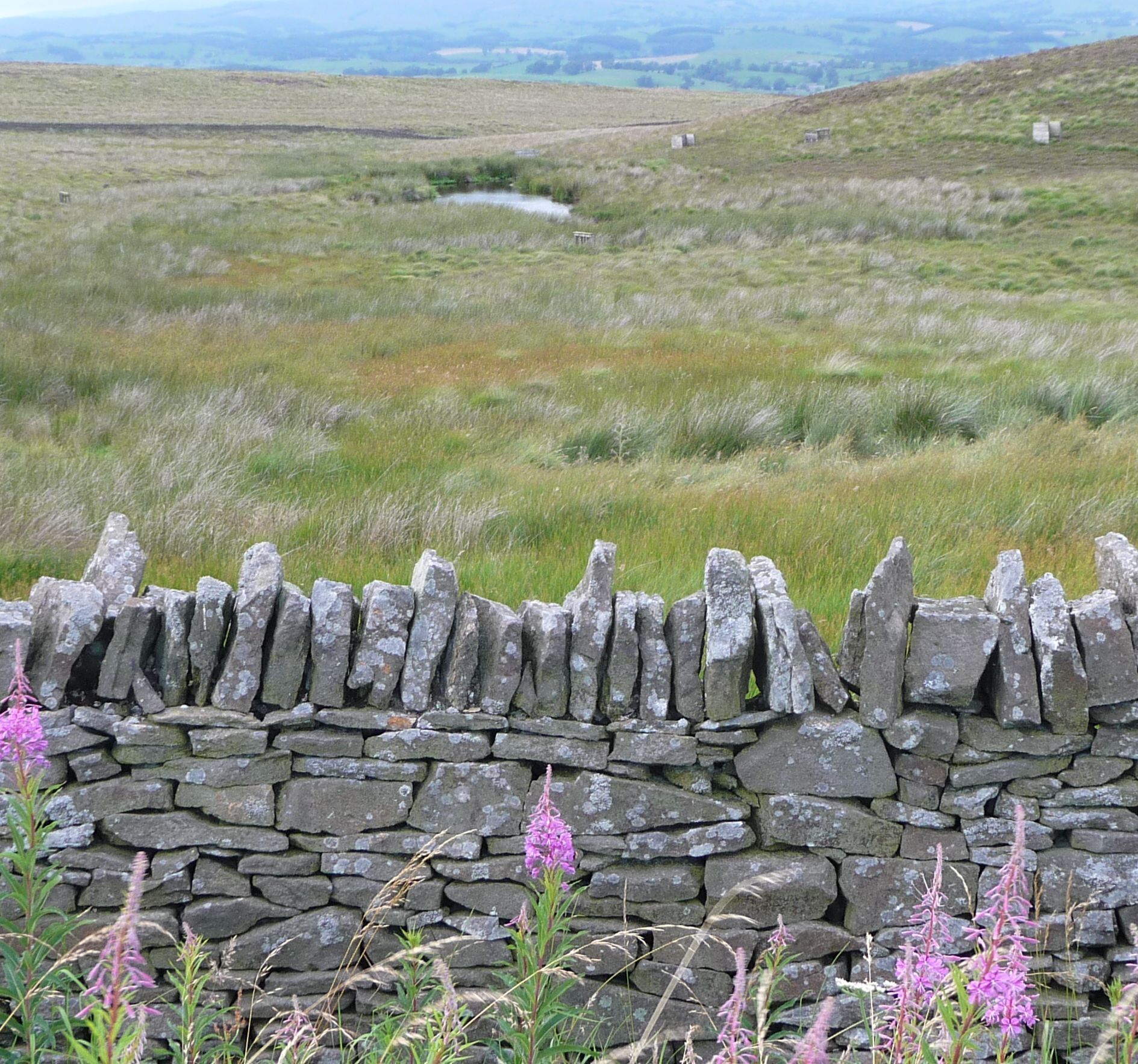 fireweed and dry stone wall