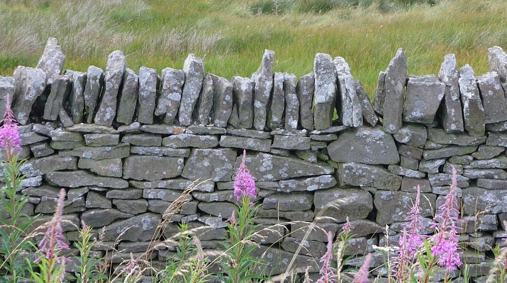fireweed and dry stone wall