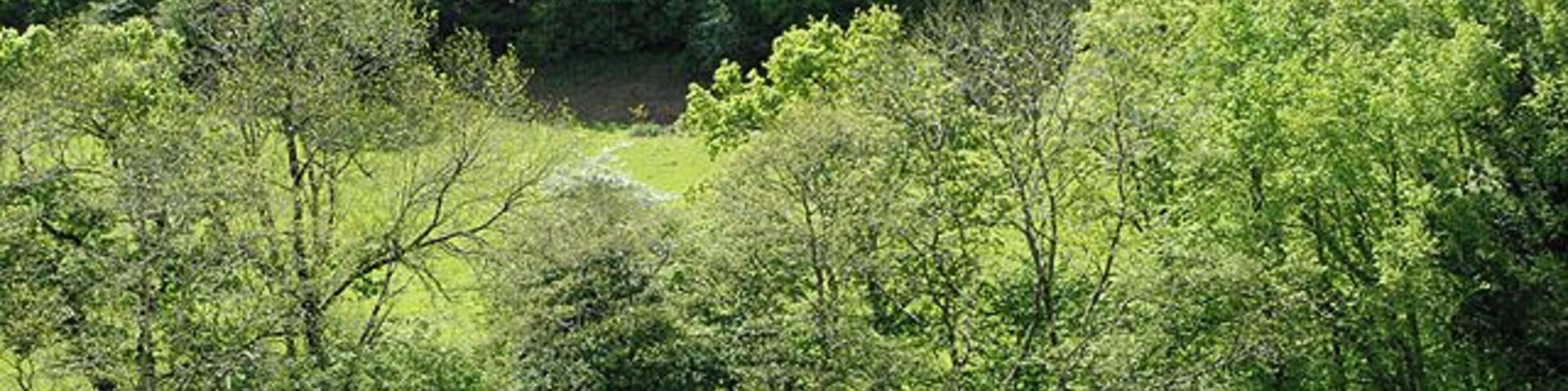 Cwm Gwydol above Abercegir Fields and woodland on the slopes above the Nant Gwydol.