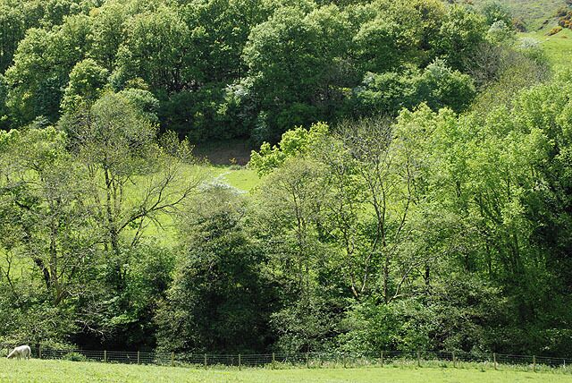 A lush green landscape with dense trees and a grassy field.