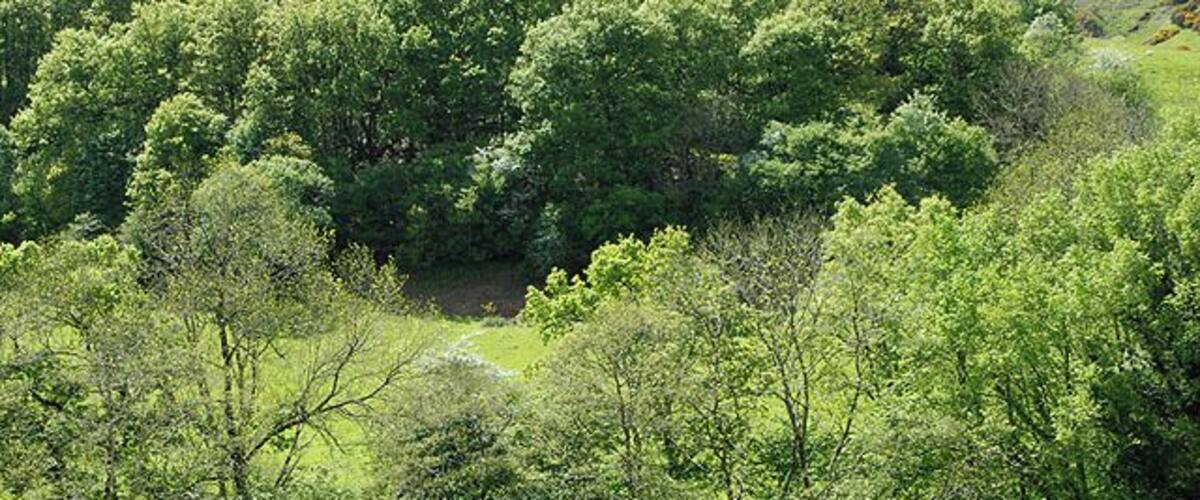 A lush green landscape with dense trees and a grassy field.