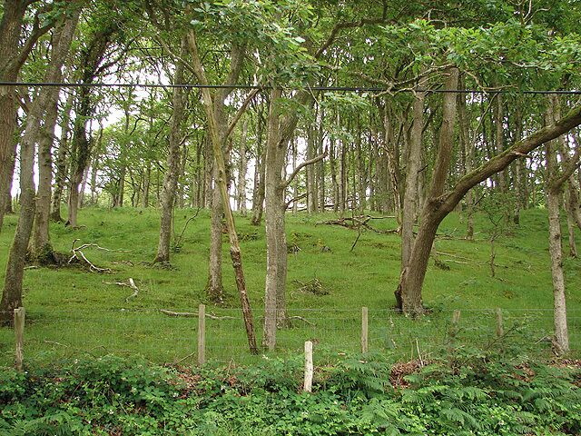 Woodland Glade at Felin Newydd Beside the minor road between Tal-y-wern and Abercegir