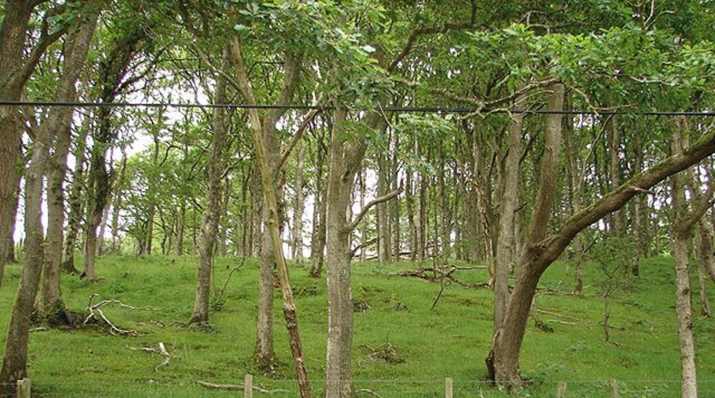 Woodland Glade at Felin Newydd Beside the minor road between Tal-y-wern and Abercegir