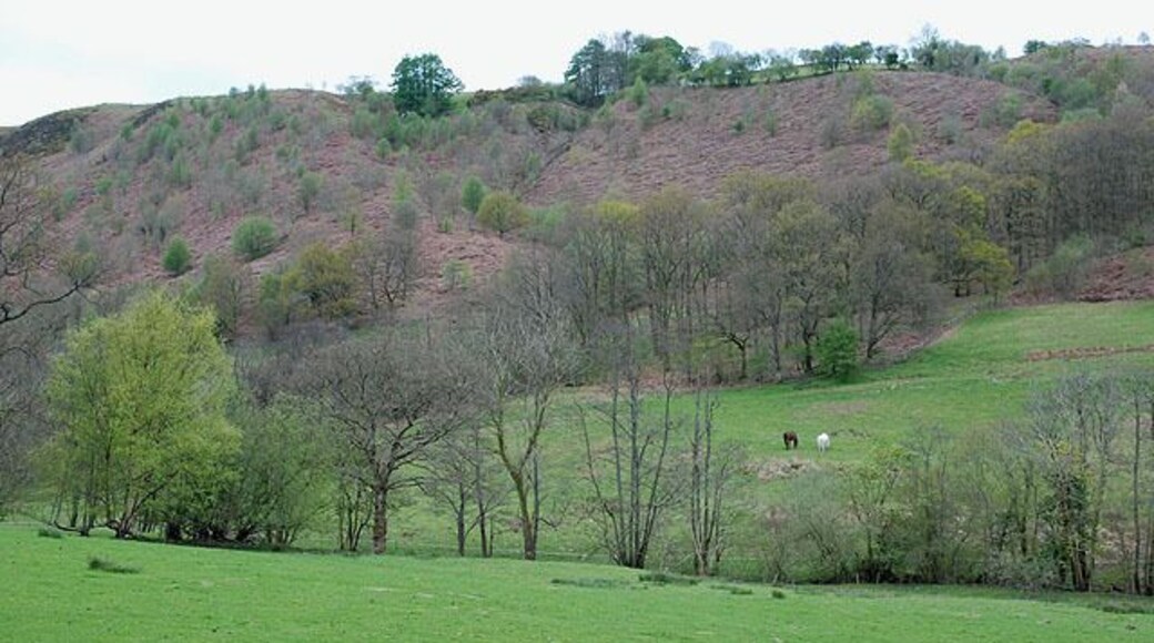 Fields by the Nant Gwydol Grazing land. The stream lies more or less on the boundary of the square, so the field this side lies in the square, the one the other side in the next square.