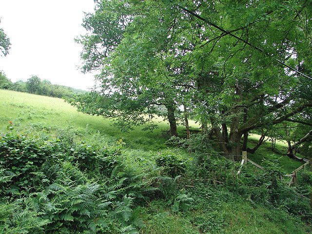 Pasture, ferns and trees at Caen-hen In the very south-west corner of the square