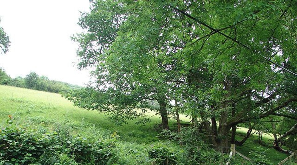 Pasture, ferns and trees at Caen-hen In the very south-west corner of the square