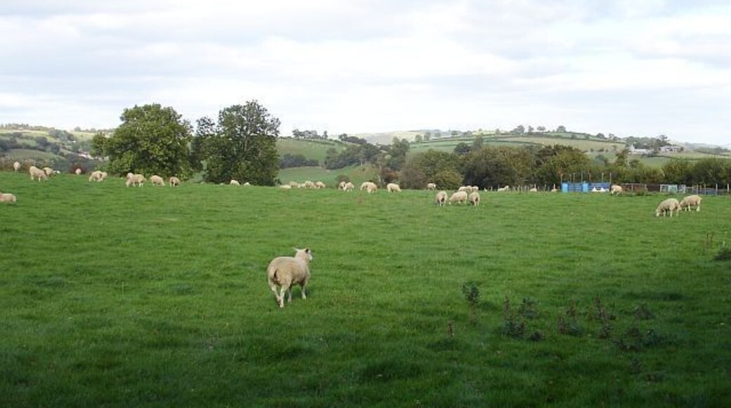 Pasture near Tybrith Above Gwernydd Caravan Park.