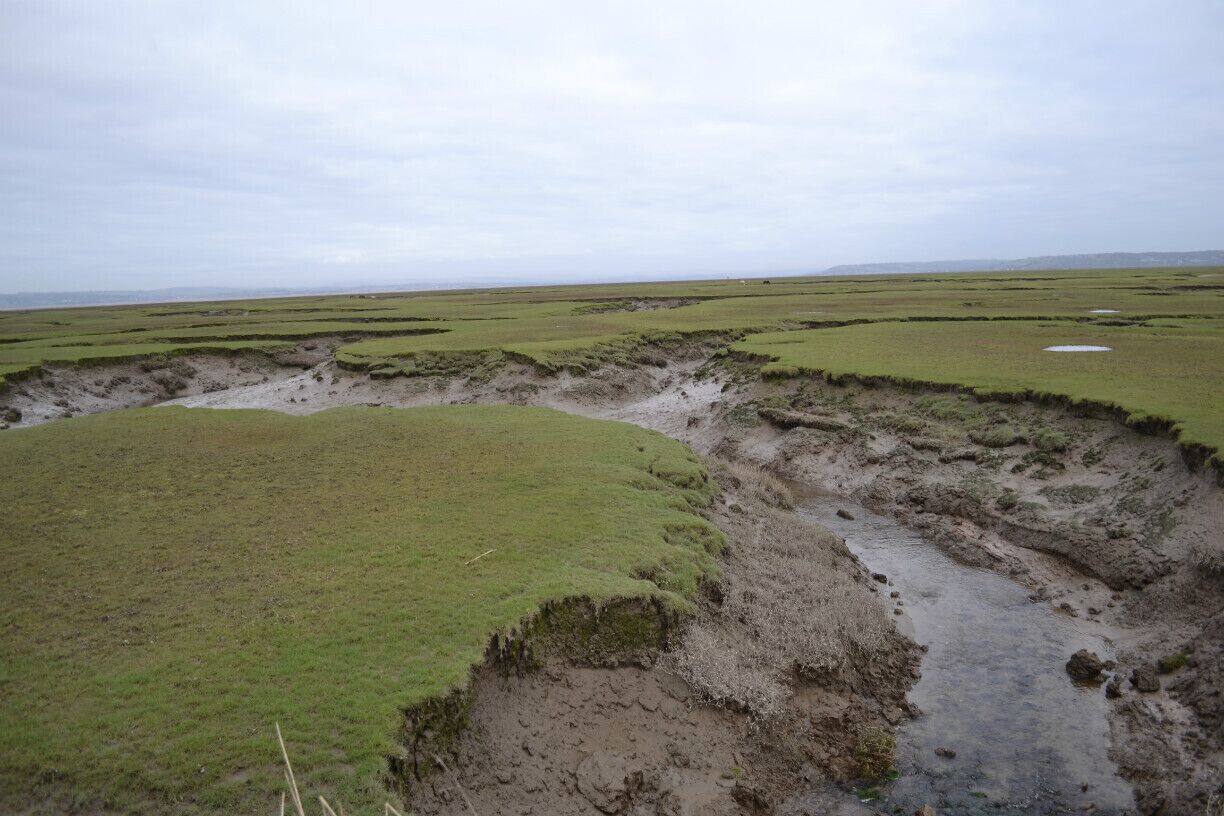 Salt marshes
Near Llanmadoc, Sheep graze here and I can tell you something!! you wont taste better Lamb ;)