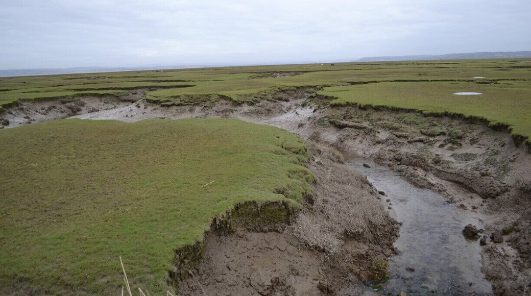Salt marshes
Near Llanmadoc, Sheep graze here and I can tell you something!! you wont taste better Lamb ;)