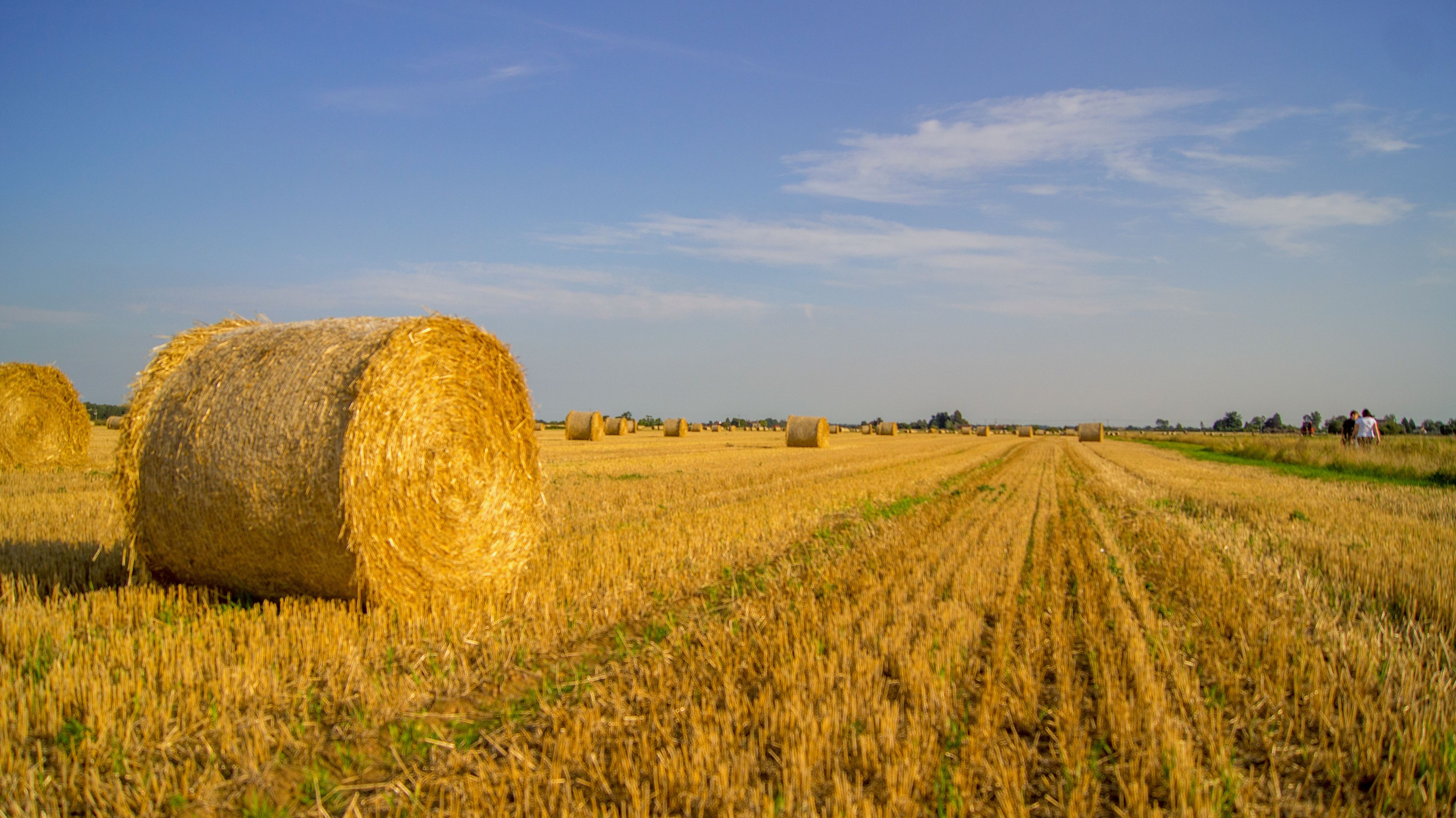 A field with hay bales and a clear sky.