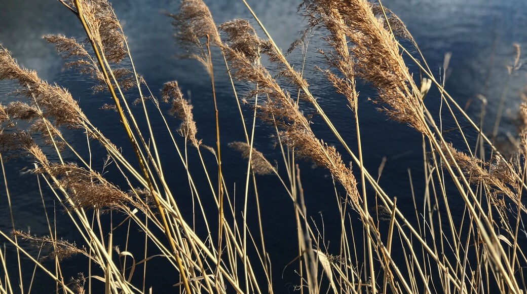 Walk around the lake At Whisby